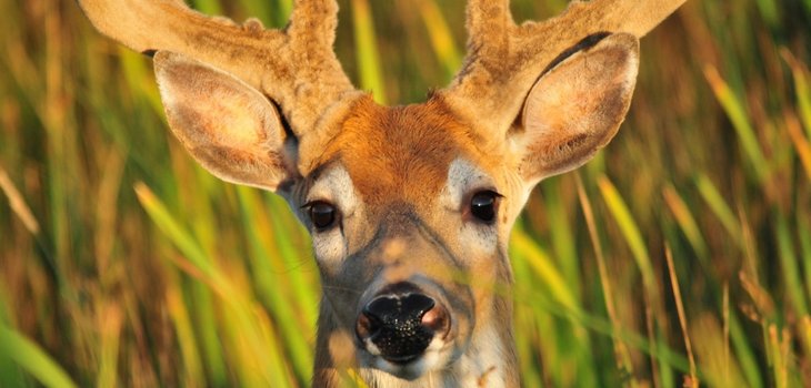 Deer Buck Portrait Wildlife Nature Male Antlers